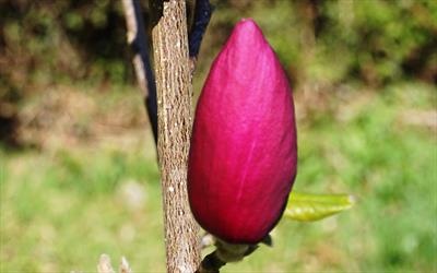 Black Tulip magnolia