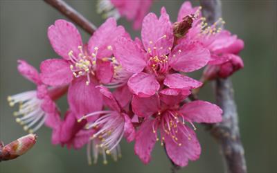 Prunus Collingwood Ingram flowering cherry tree for sale