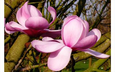 Copeland Court magnolia