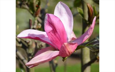 Daybreak magnolia