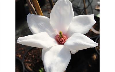 Eskimo magnolia