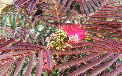 Albizia Julibrissin Evy S Pride Silk Tree For Sale