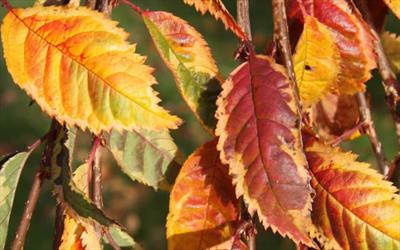 Prunus Frilly Frock flowering cherry tree for sale