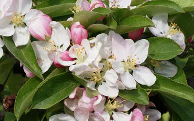 Malus x zumi Golden Hornet crab-apple trees for sale