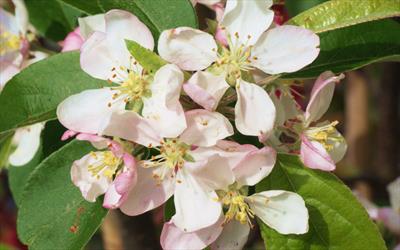 Malus Gorgeous crab-apple trees for sale from Pippin Trees