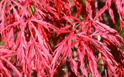 Tamukeyama japanese maple trees