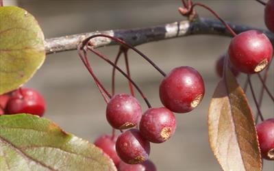 Malus toringo Scarlett crab-apple trees for sale