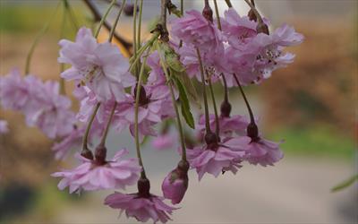 Prunus pendula Pendula Plena Rosea flowering cherry tree ...