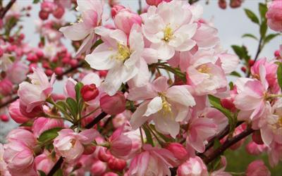 Malus Pink Perfection crab-apple trees for sale