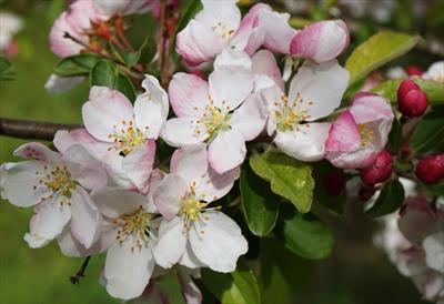 Malus x zumi Professor Sprenger crab-apple trees for sale