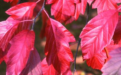 Malus ioensis Purpurea Evelyn crab-apple trees for sale