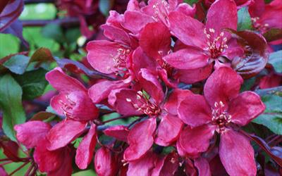 Malus Domestica Royalty Crab Apple Trees For Sale