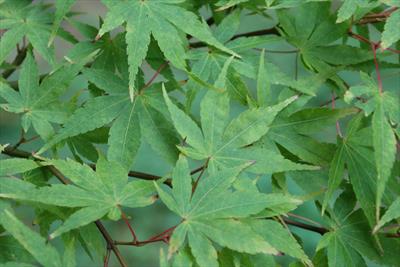 Sango Kaku japanese maple trees