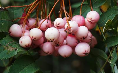 Rosiness rowan