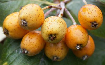 Sorbus wardii rowan